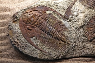 fossil1.jpg
